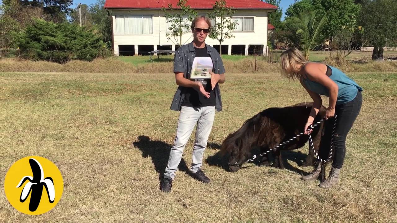 A man and woman standing next to a pony in a field during a marketing workshop.